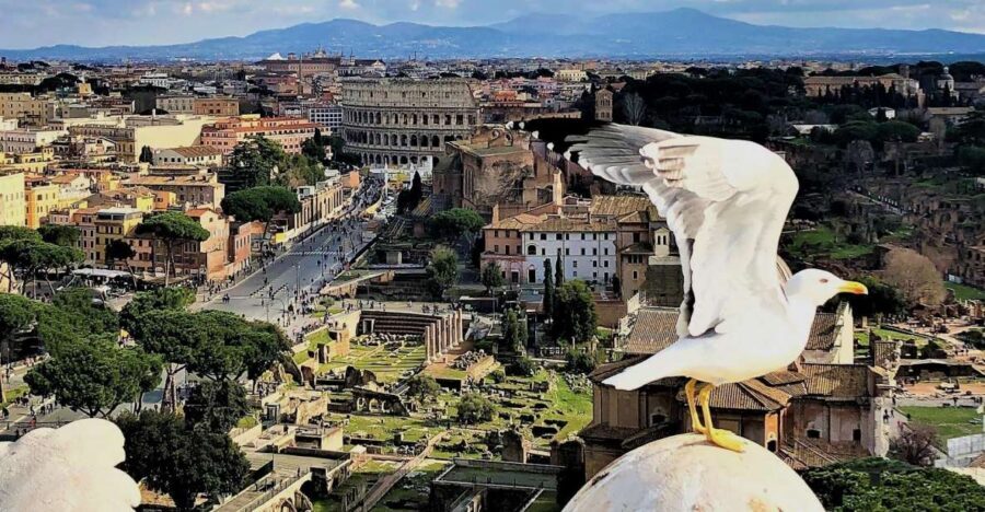 Rome: Vatican, Colosseum & Main Squares Tour w/ Lunch & Car - Lunch in a traditional Roman restaurant, right in the middle of it all