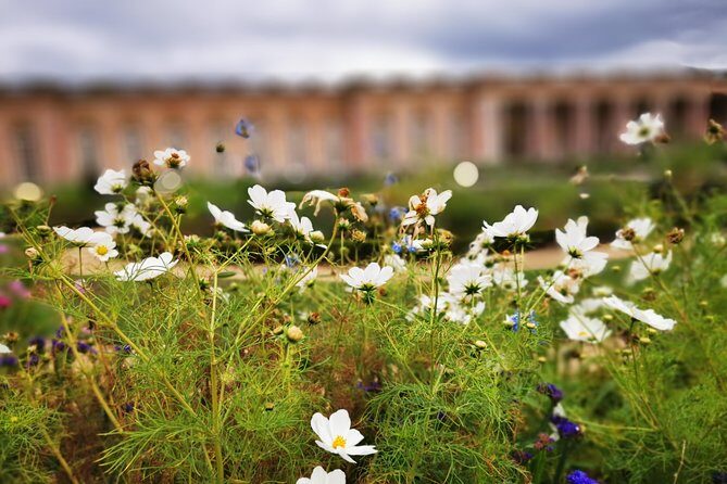 Versailles Full Day Private Guided Tour with Hotel Pickup - What the art historian guide does for you (beyond facts)