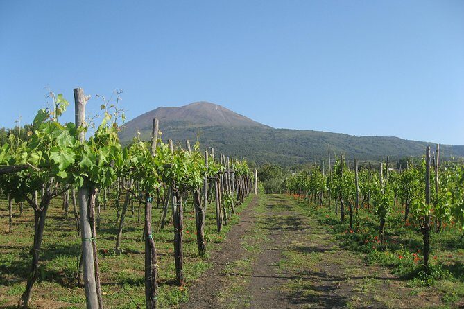 Vesuvius & Vineyard select from Sorrento - What You’re Really Doing: Vesuvius and a Lacryma Christi Lunch