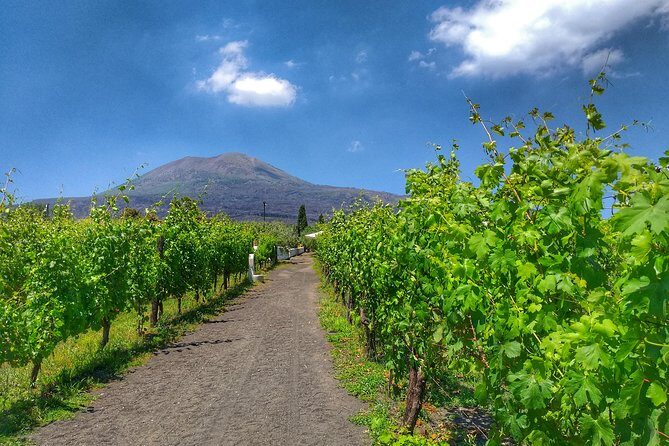 Vesuvius & Vineyard select from Sorrento - Vineyard Lunch and Wine Tasting (and the Foot-Squash Moment)