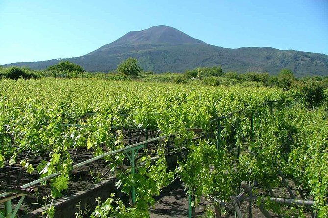 Vesuvius & Vineyard select from Sorrento - Group Size, Pace, and How to Get a Better Day