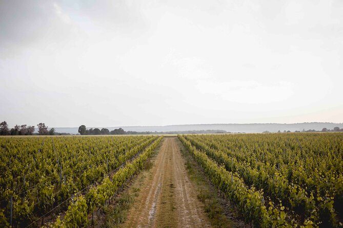 Vineyard tour and wine tasting in Davron - Key things I’d bank on before you go