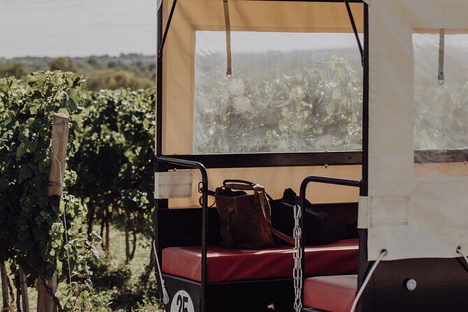 Vineyard tour and wine tasting in Davron - What to wear and expect since part is outdoors