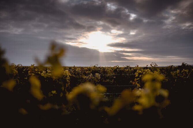 Vineyard tour and wine tasting in Davron - Meeting at Domaine La Bouche du Roi and keeping your schedule tight