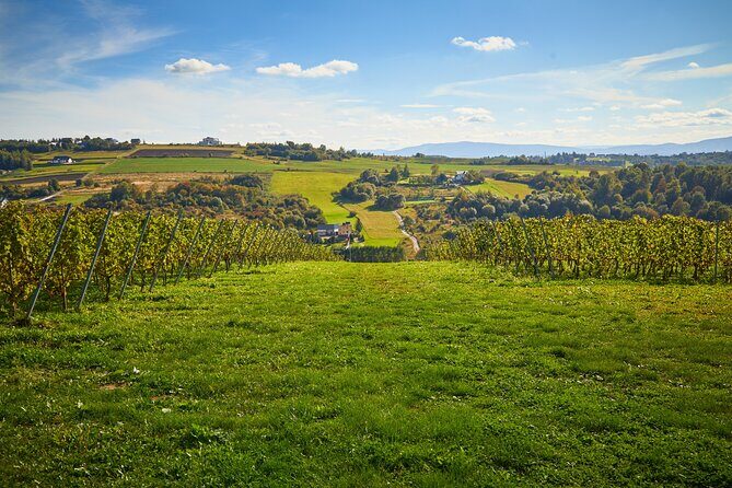 Wieliczka Vineyard: Wine tasting with local snacks - The Four-Wine Tasting: Local Seasonal Snacks and Clear Explanations