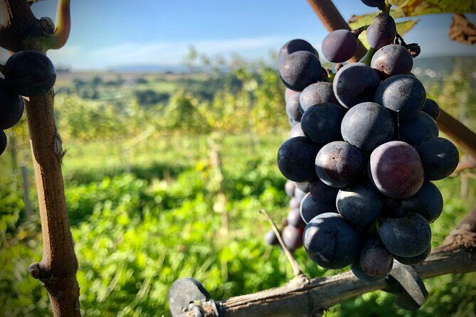 Wieliczka Vineyard: Wine tasting with local snacks - Stop One at Winnica Wieliczka: A Vine Walk Plus Picnic-Tent Comfort