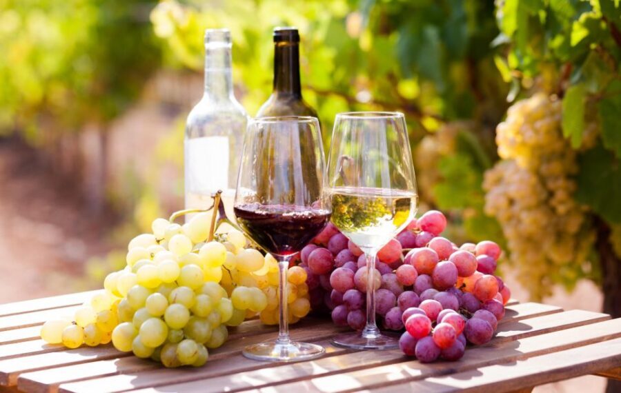 Wine tasting in the Vesuvius National Park - On the slopes of Vesuvius: vineyard views and grape season energy