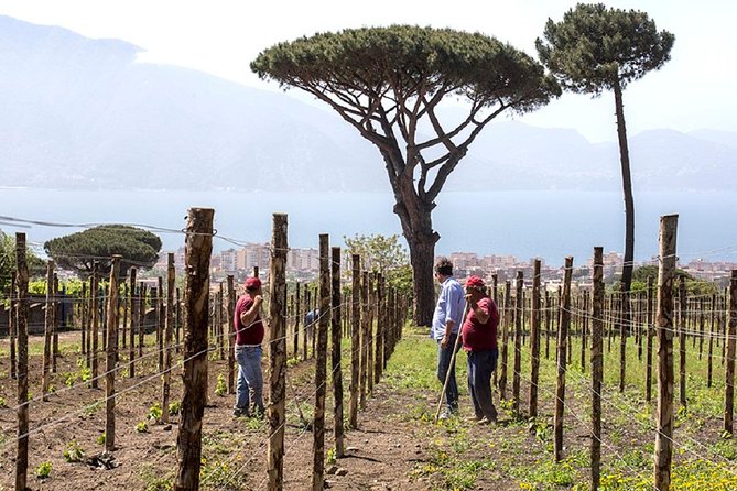 Pompeii Ruins & Wine Tasting with Lunch on Vesuvius with Private Transfer - Price and value: where the $432.47 fits (and when it doesn’t)
