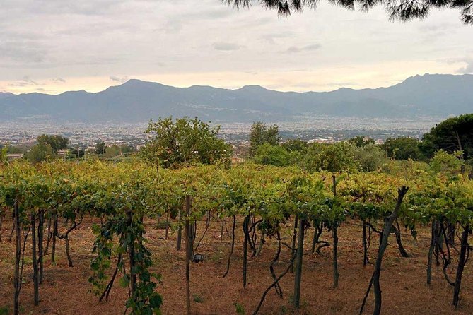 Pompeii & Vesuvius with Lunch & Wine Tasting from Positano - Your guides can make (or break) Pompeii