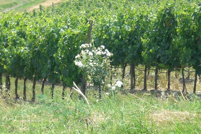 Private day tour to Pompei ,winery, Sorrento from Napoli/Salerno/Amalfi/Positano - Private transportation that feels local: drivers, timing, and the little “how-to” extras
