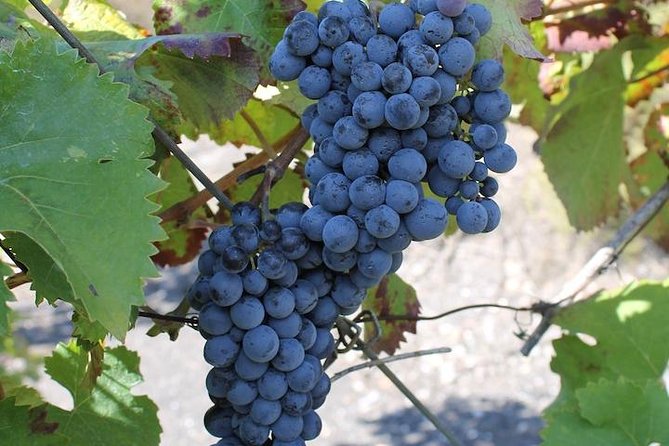Private day tour to Pompei ,winery, Sorrento from Napoli/Salerno/Amalfi/Positano - Should you book this Pompeii–Winery–Sorrento tour?