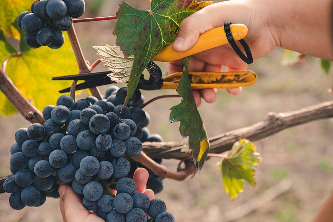 Wine Tasting and Winery Tour in Vesuvio National Park with Lunch - First, Why This Winery Feels Like Vesuvius (Not a Shopping Stop)
